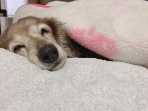 ミニチュアダックスフントちゃんが虹の橋を渡りました　死別体験記　 ～k.iさまの場合～